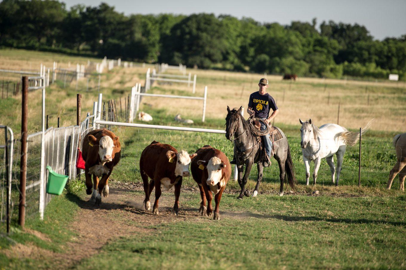 Rancher