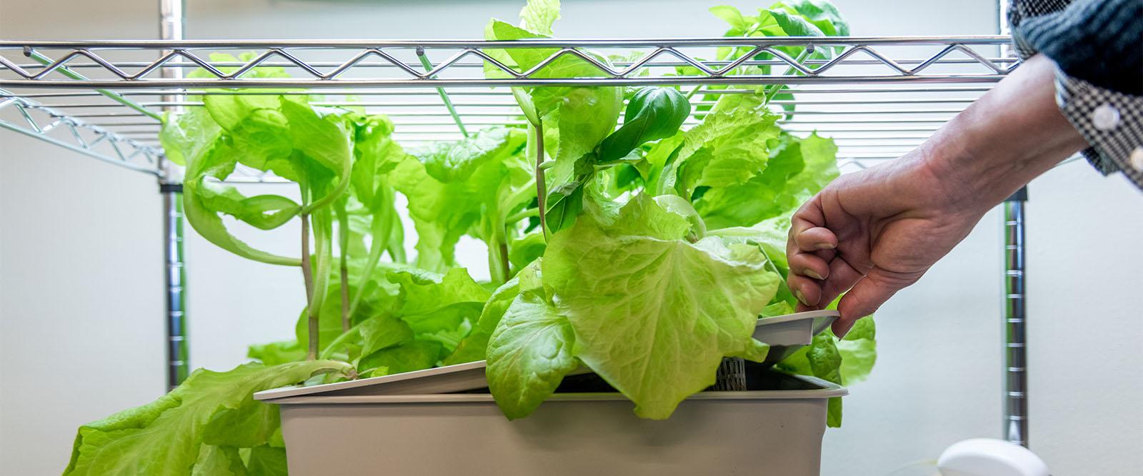 Plant on a shelves. 