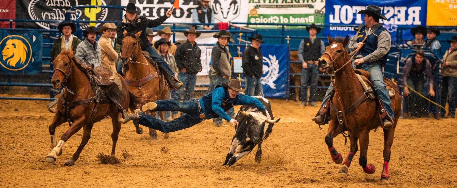 Rodeo athletes in a team roping competition. One horse rider looks on while another leaps off of their horse to tackle a calf.